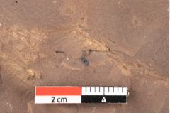 Foto (Detailsansicht) von Quercus palaeoilex Ettingshausen (NHMW-GEO-2024-0188-0821)